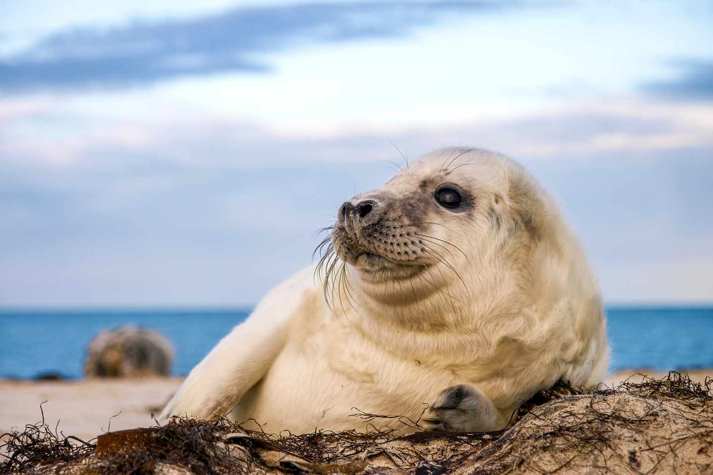 europa-deutschland-nordsee-seehund-g-482567361.jpg