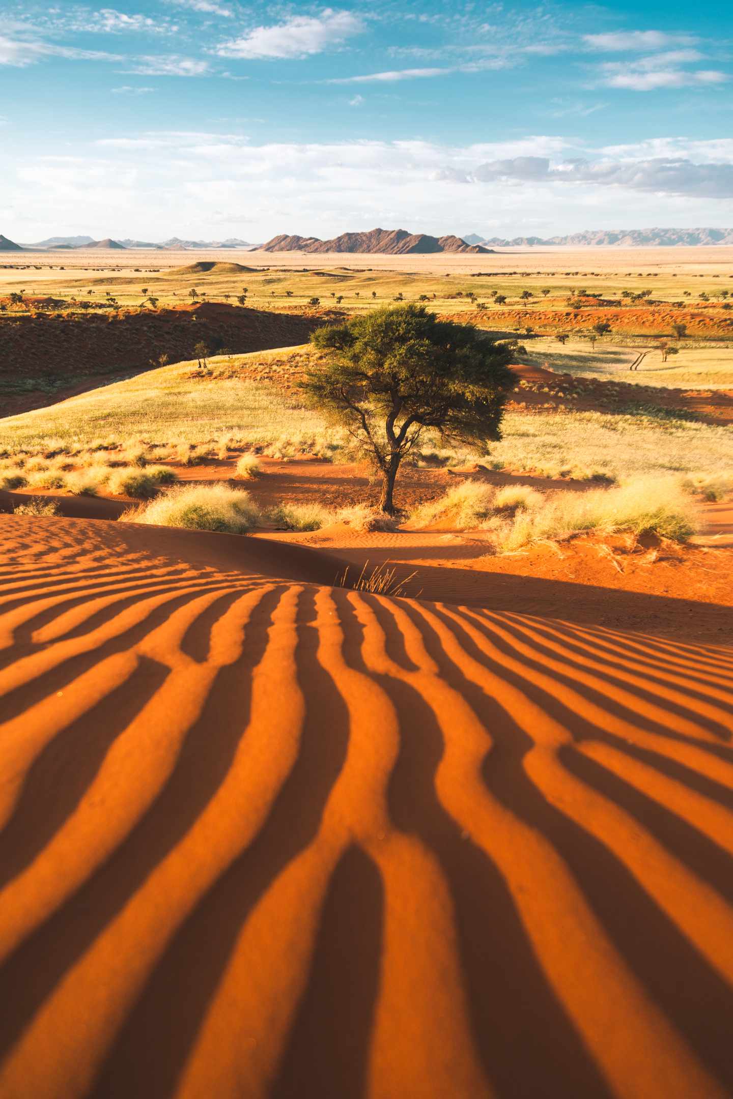 GettyImages-2287177019.jpg Rote Sanddüne mit einzelnem Baum trockenem Grasland und Bergen im NamibRand-Naturreservat in Namibia