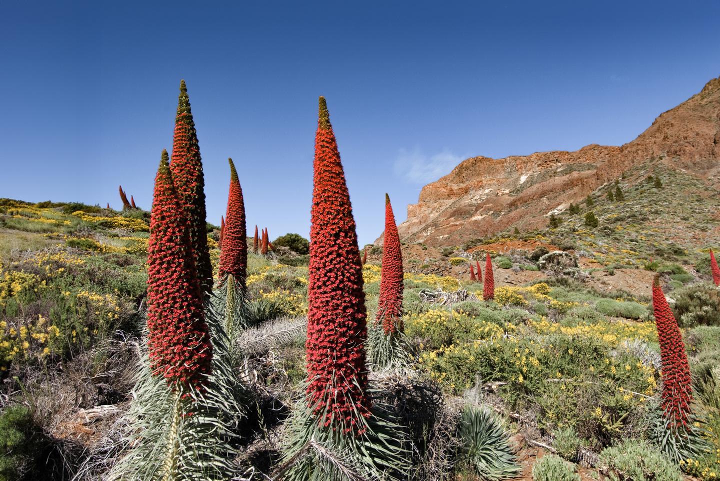 spanien-kanaren-pico-del-teide-g-1020682078.jpg