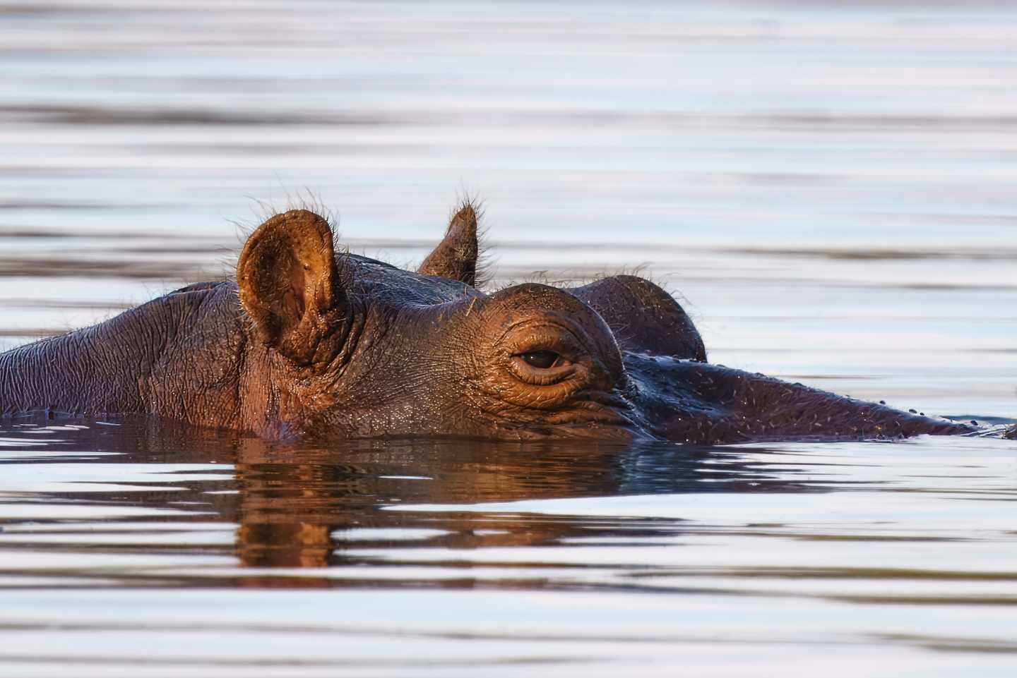 bltaa3c5b966e9ce54a-suedafrika-kruger-np-nilpferd-close-up-g-2183979035.jpg Kruger Nationalpark: Nahaufnahme eines Nilpferds im Wasser