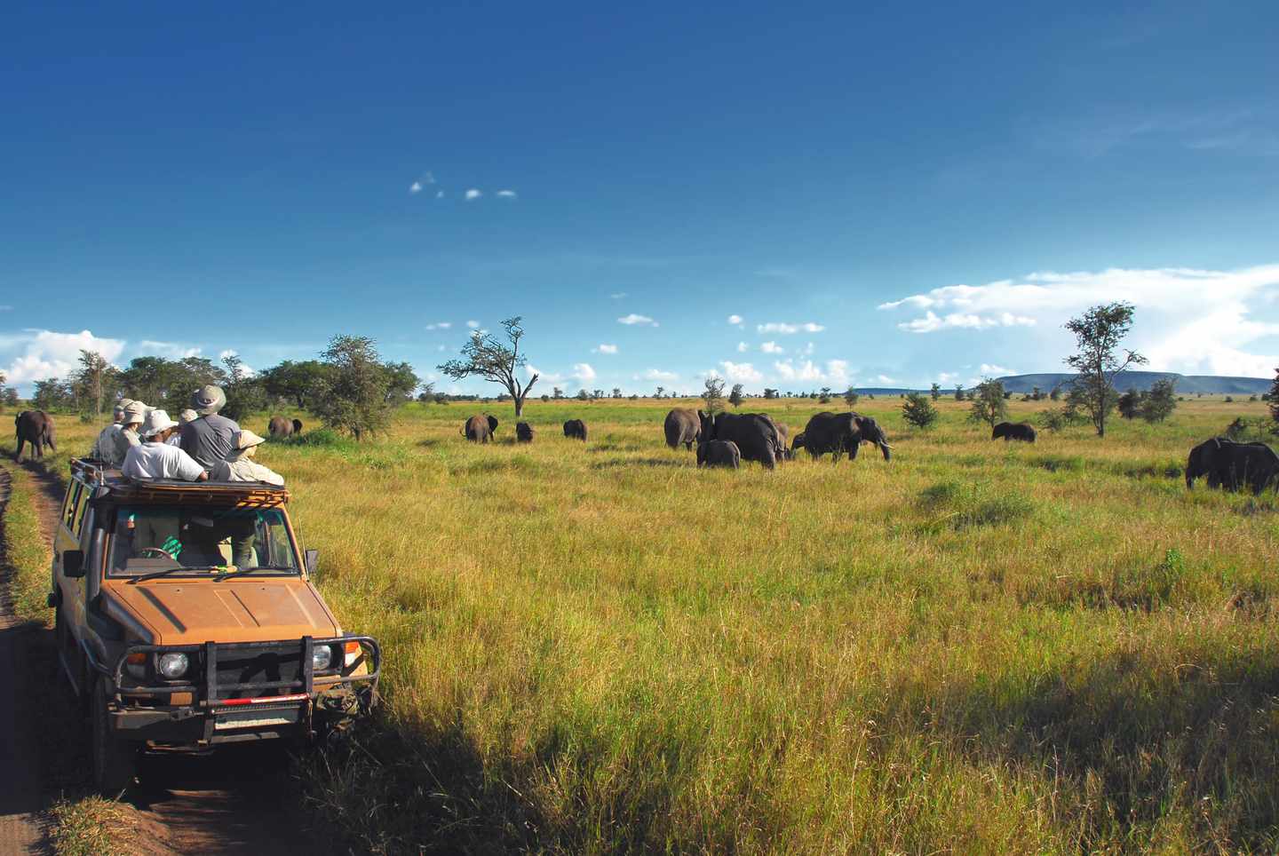 tansania-safari-elefanten-serengeti-ebene-g-172370298.jpg