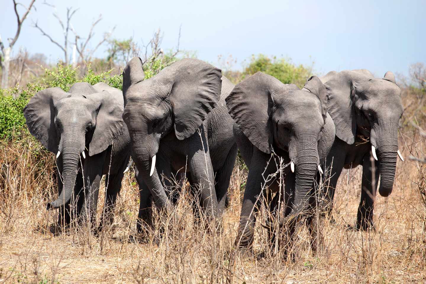 botswana-chobe-nationalpark-elefanten-g-1082811790.jpg