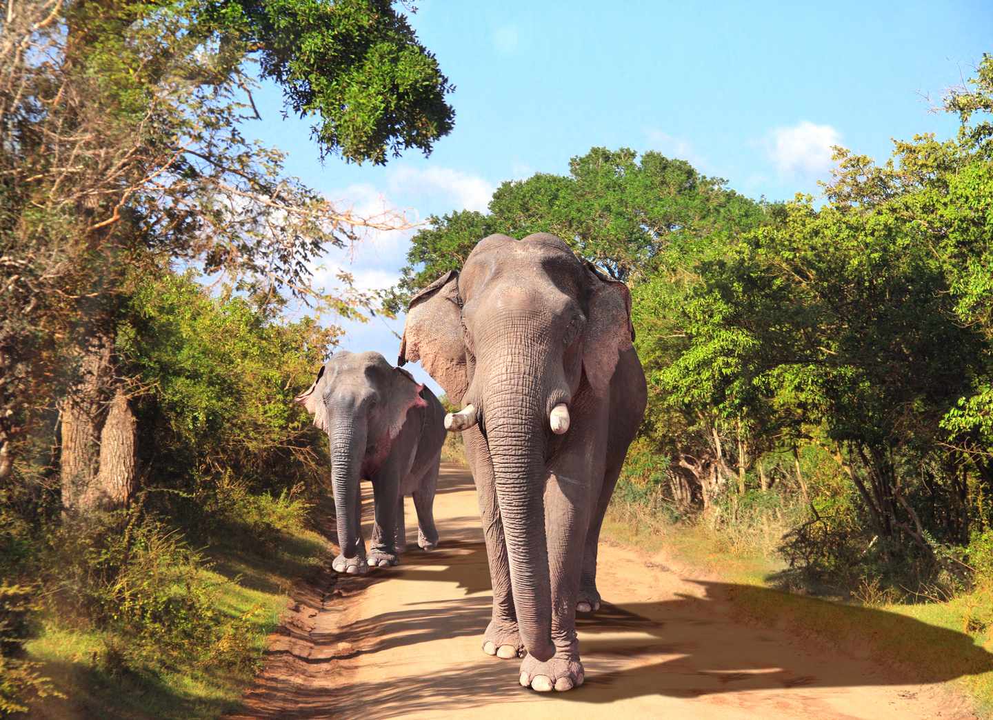 sri-lanka-g-1338099599.jpg