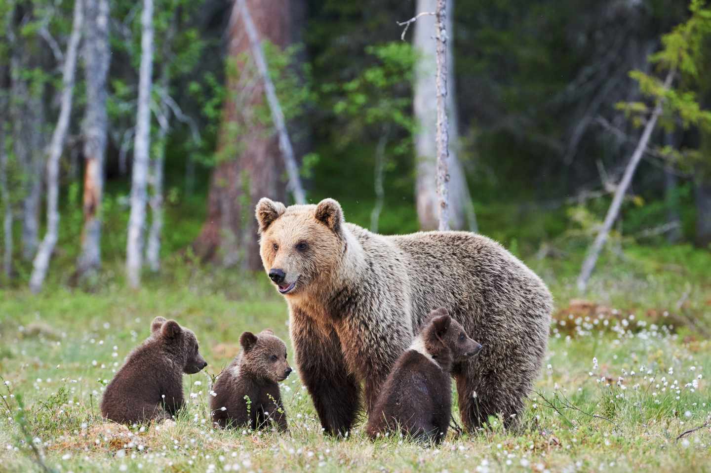 usa-mutter-braunbär-mit-kindern-g-1148397622.jpg