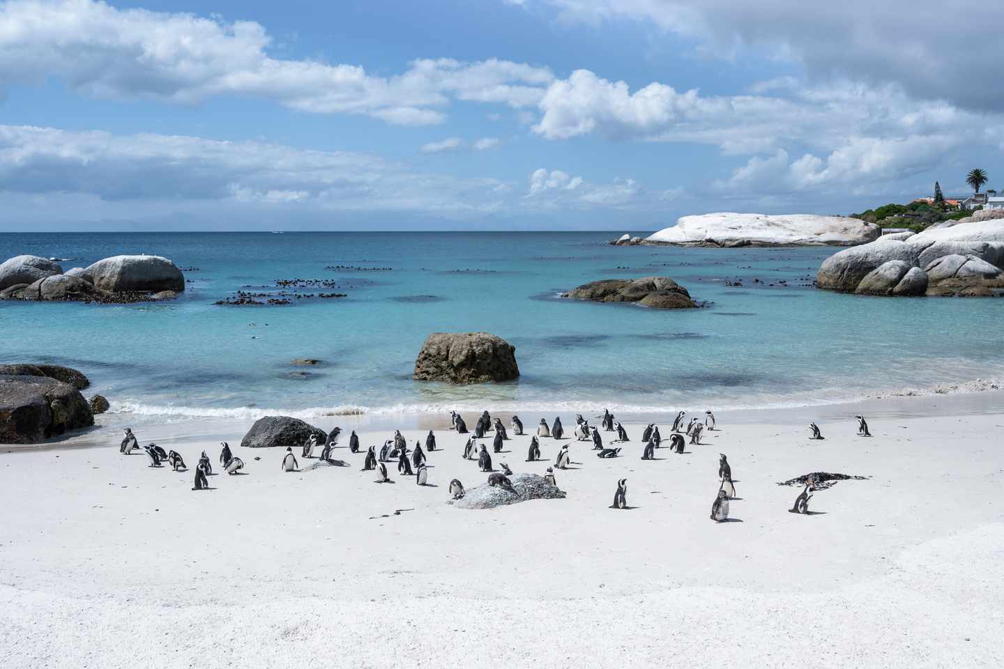 suedafrika-kapstadt-boulders-beach-g-1357534424.jpg