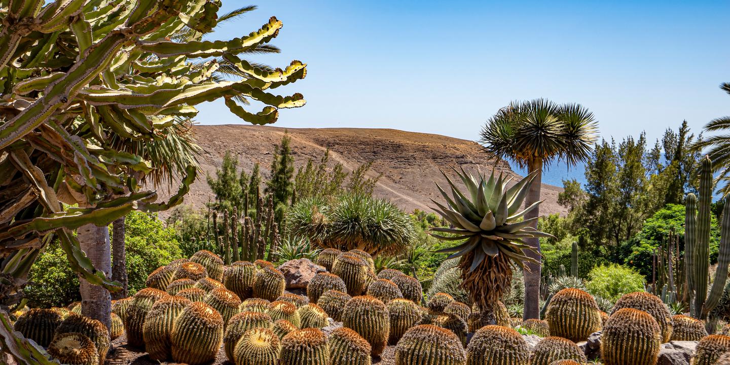 spanien-kanaren-fuerteventura-oasis-wildlife-kakteen-palmen-botanischer-garten-sehenswuerdigkeiten-s-651560473.jpg