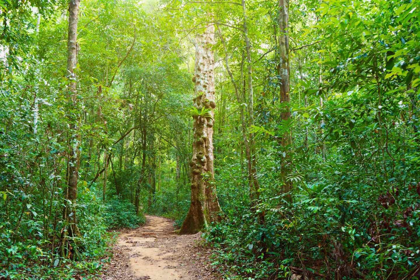 vietnam-phu-quoc-waldweg-g-1134714469.jpg