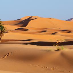 marokko-sandduenen-sahara-wueste-palme-g-665139550.jpg