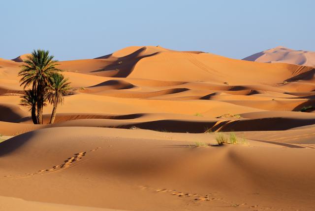 Rundreisen Marokko marokko-sandduenen-sahara-wueste-palme-g-665139550.jpg