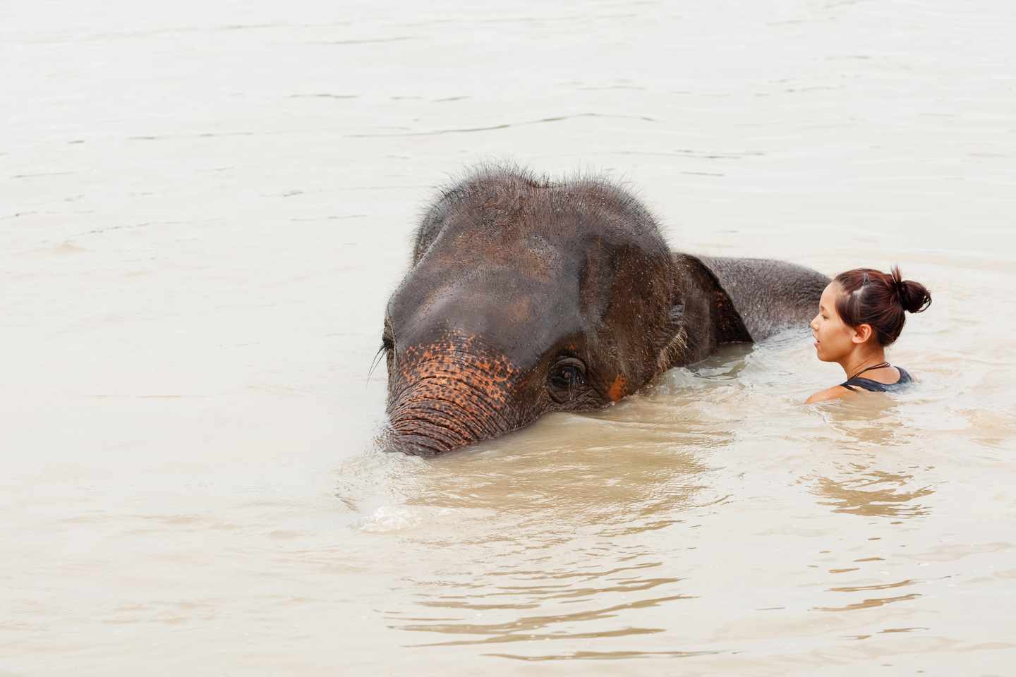 thailand-elefanten-schwimmen-g-115073161.jpg
