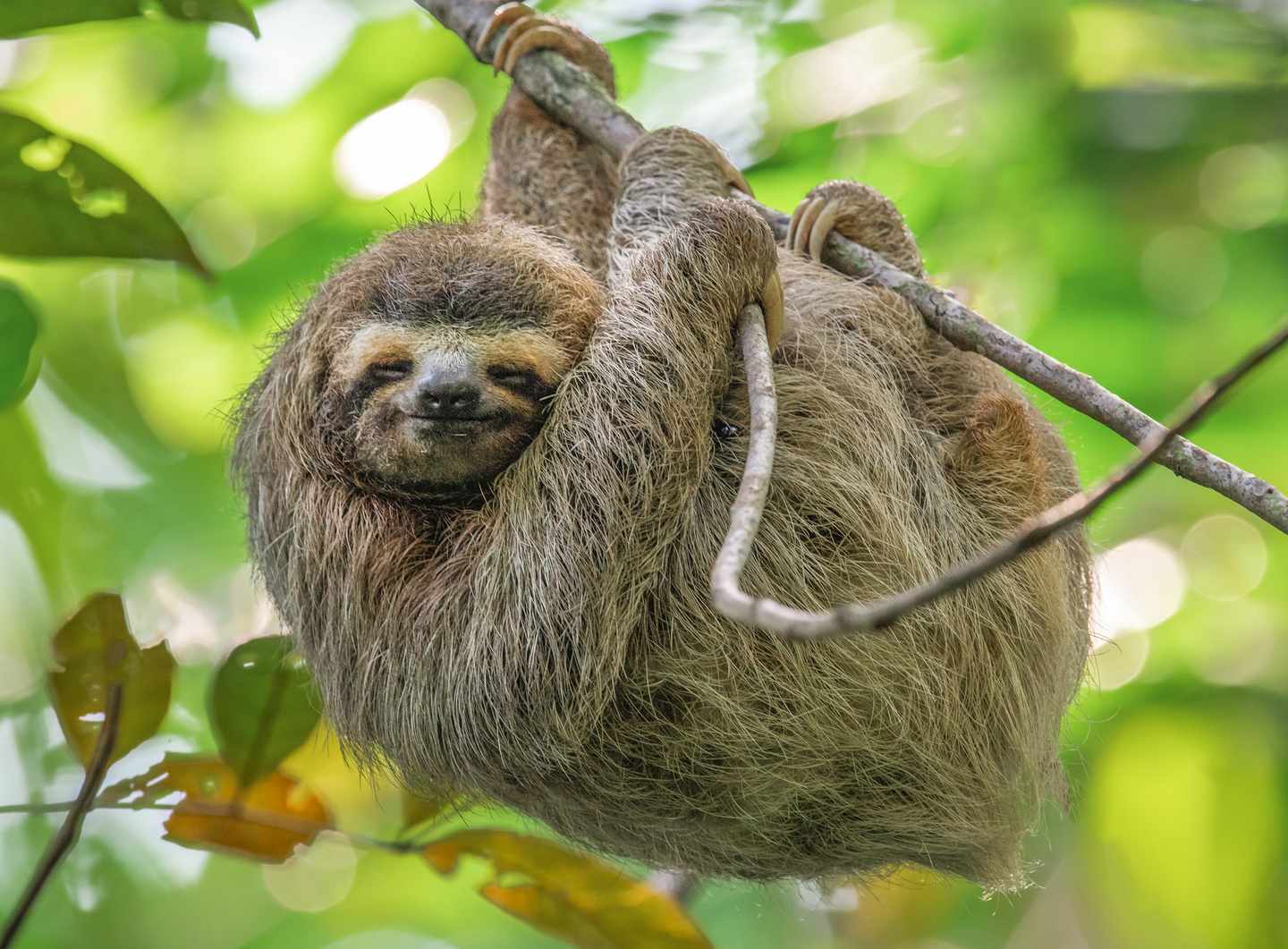 Faultier in Costa Rica