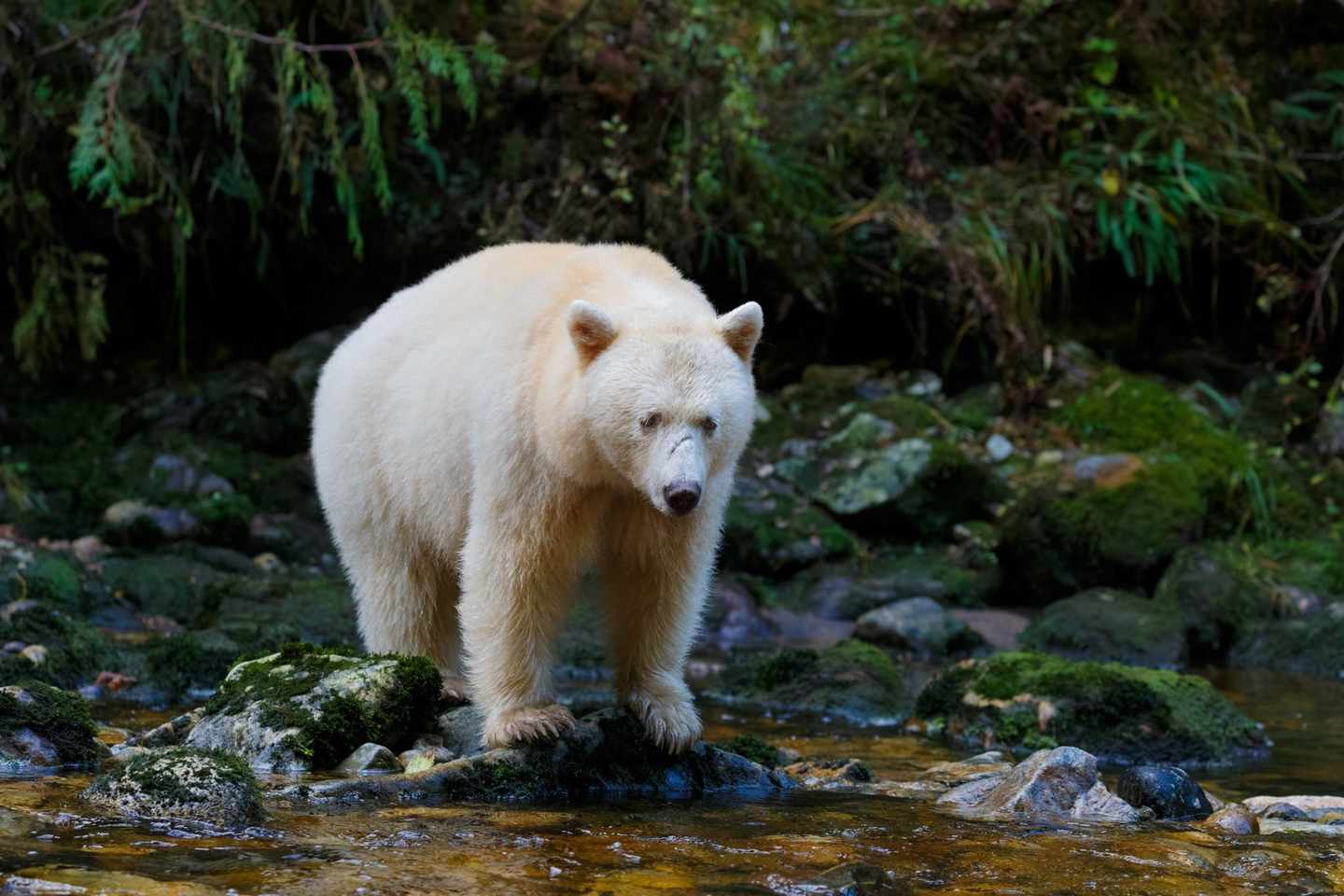 kanada-british-columbia-great-bear-rainforest-gesiterbaer-g-.jpg