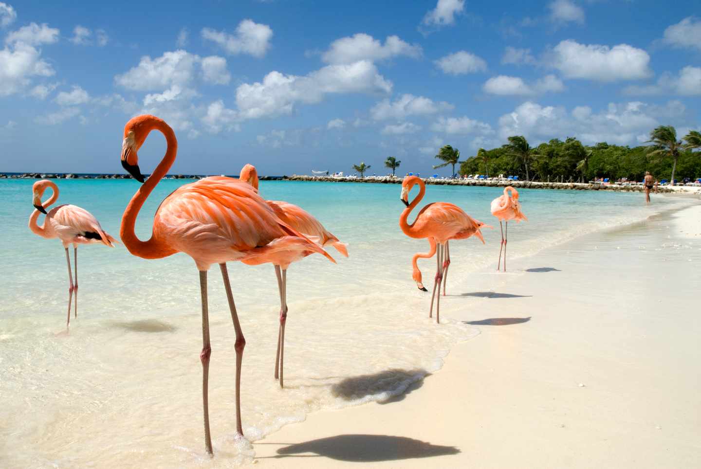 karibik-aruba-flamingos-am-strand-g-170618386.jpg
