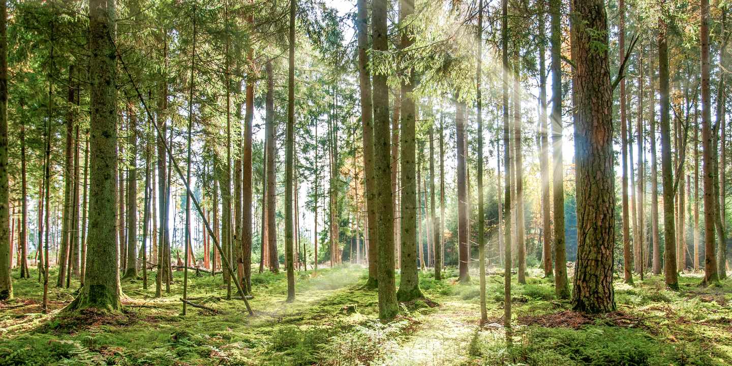 deutschland-baden-wuerttemberg-schwarzwald-villingen-schwenningen-wald-sonnenstrahlen-natur-idylle-g-1283074308.jpg