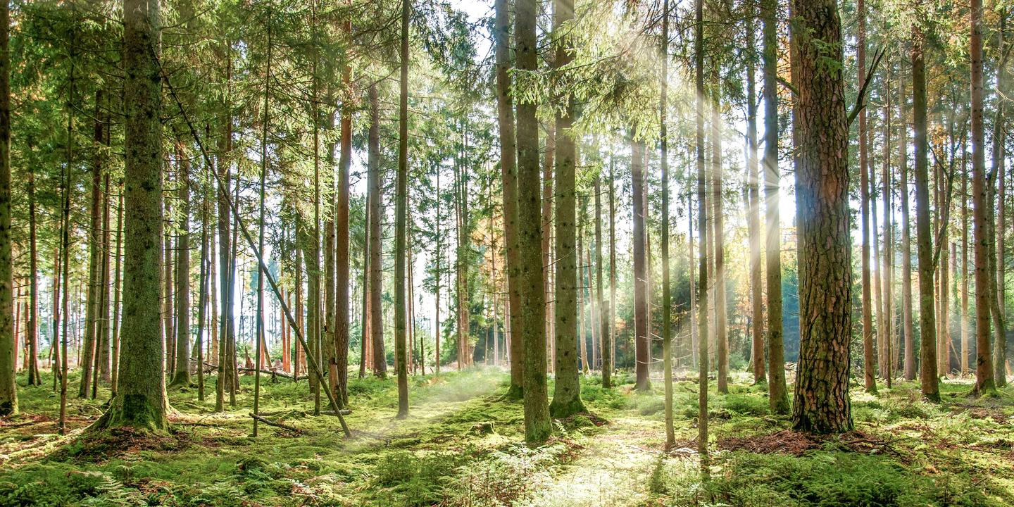 deutschland-baden-wuerttemberg-schwarzwald-villingen-schwenningen-wald-sonnenstrahlen-natur-idylle-g-1283074308.jpg