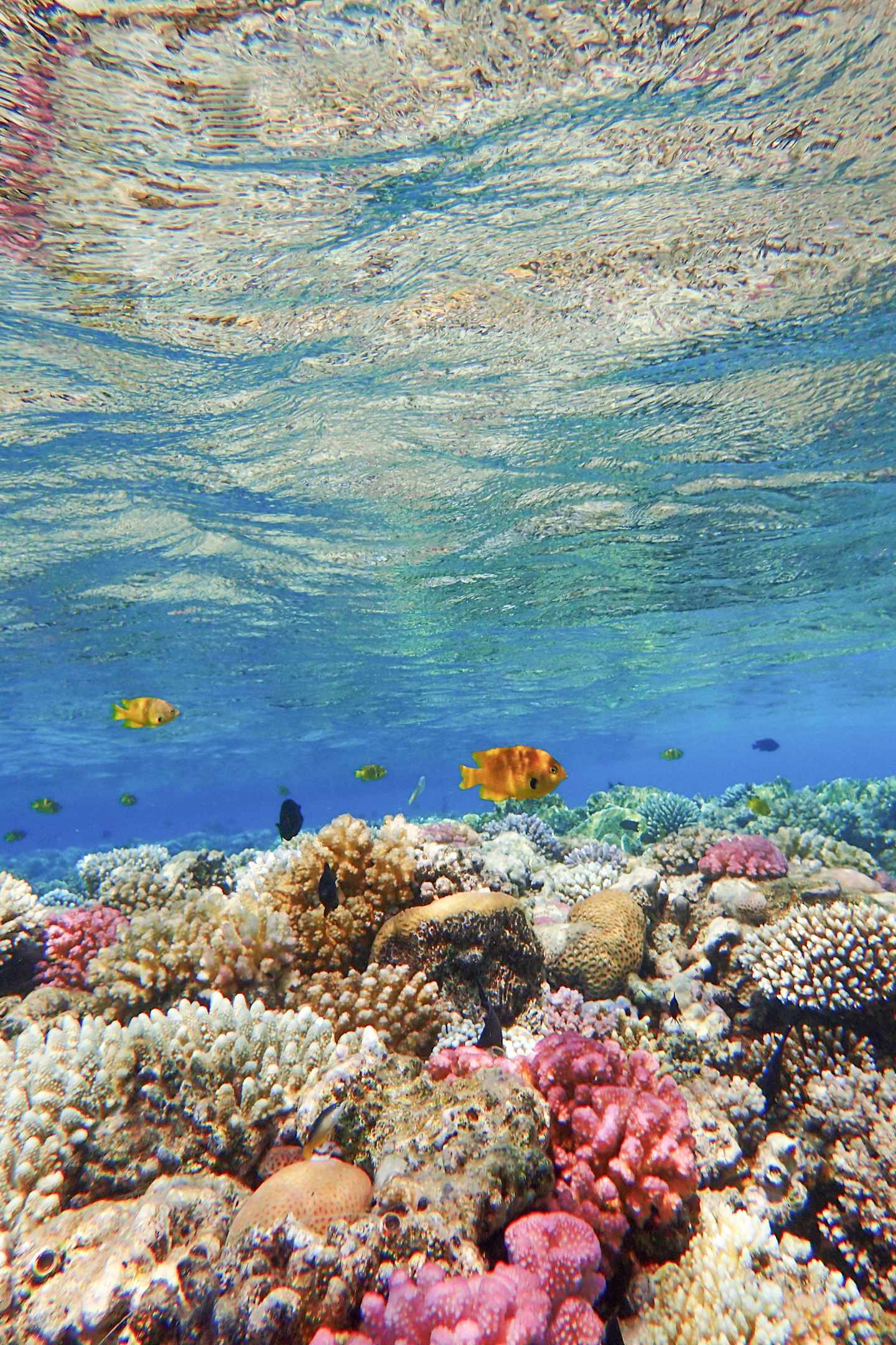 Hurghada-Urlaub: Korallenriff in der Makadi-Bucht 