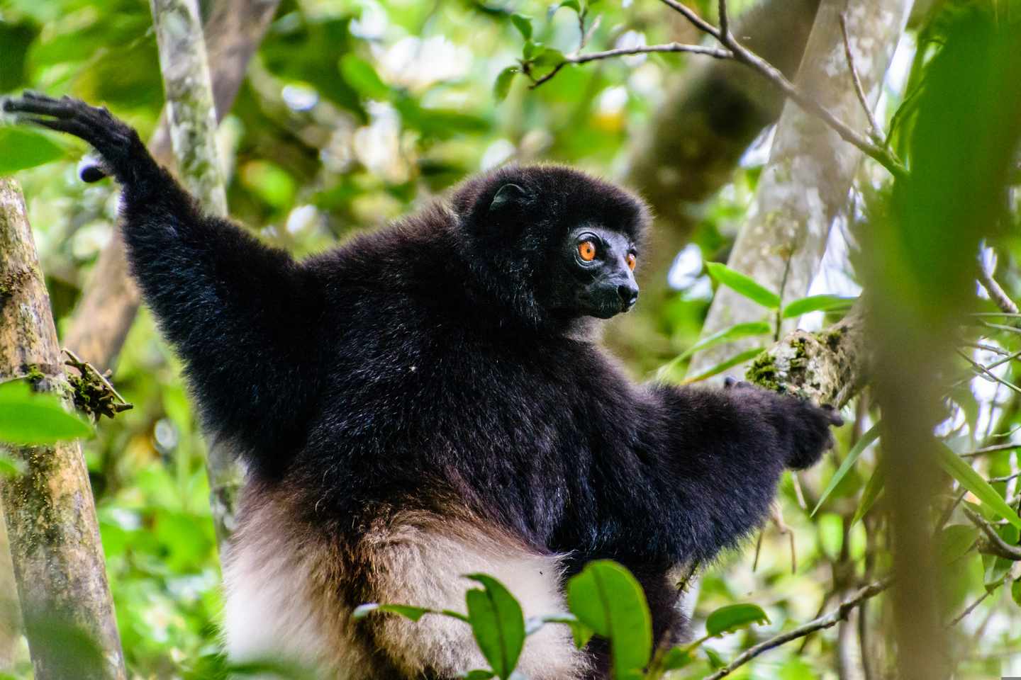 madagaskar-affe-g-836023342.jpg