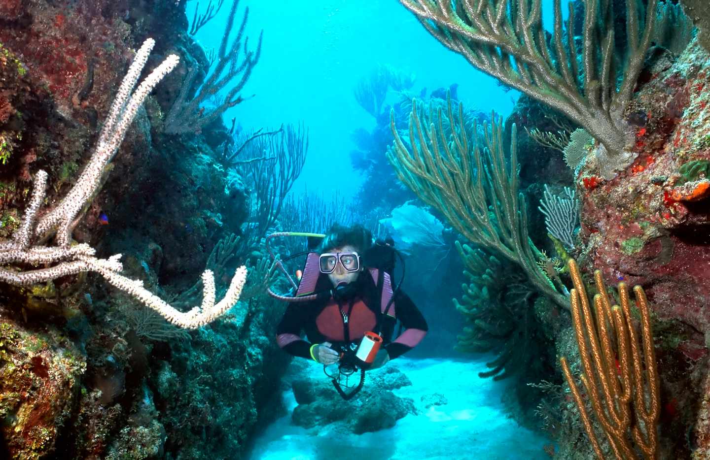 honduras-roatan-tauchen-t-92044660.jpg