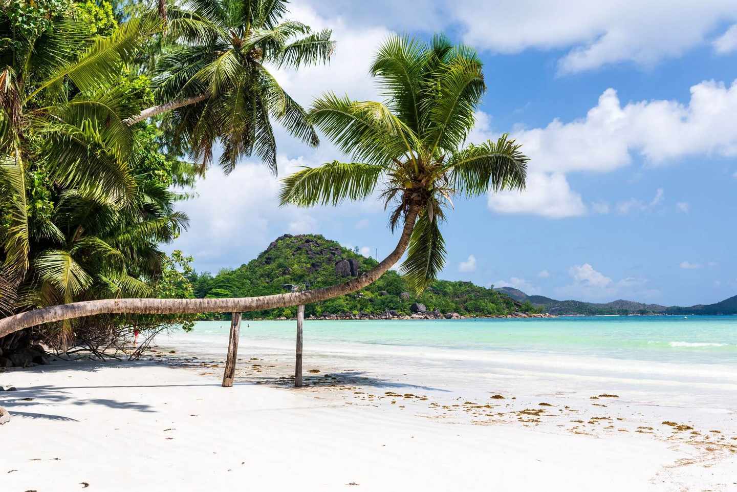 seychellen-strandhochzeit-seychellen-cote-d-or-strand-mit-palme-v2-g-1145298742.jpg