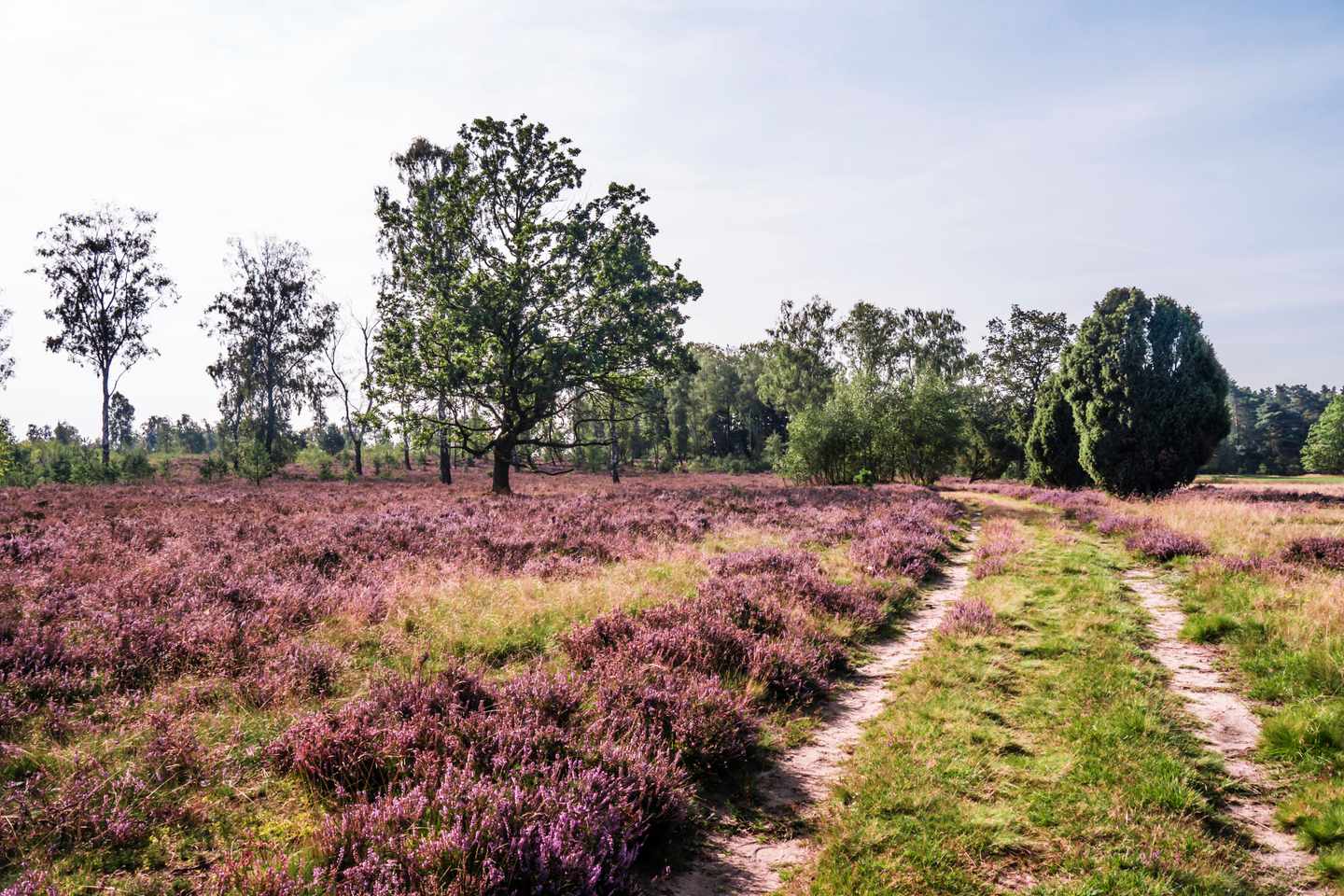 lueneburger-heide-t-174297325.jpg