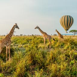 tansania-heissluftballon-giraffen-serengeti-g-658436570.jpg
