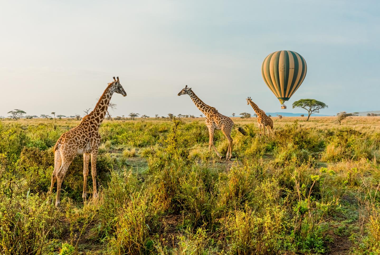 tansania-heissluftballon-giraffen-serengeti-g-658436570.jpg
