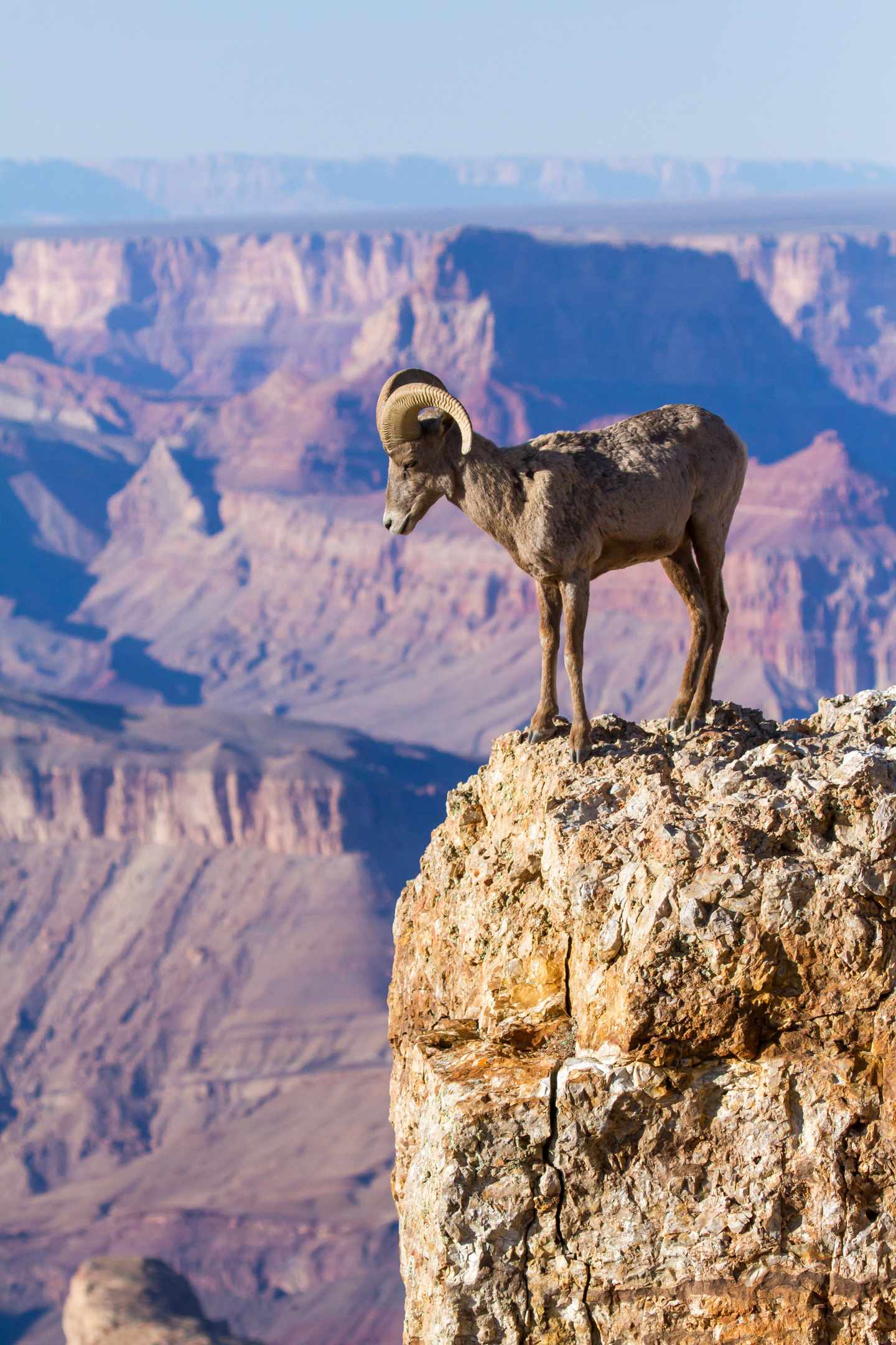blt34e6a6a4effb7da7--usa-arizona-grand-canyon-big-horn-ram-g-166427977.jpg Grand-Canyon-Nationalpark: Big Horn am Rande des Canyon