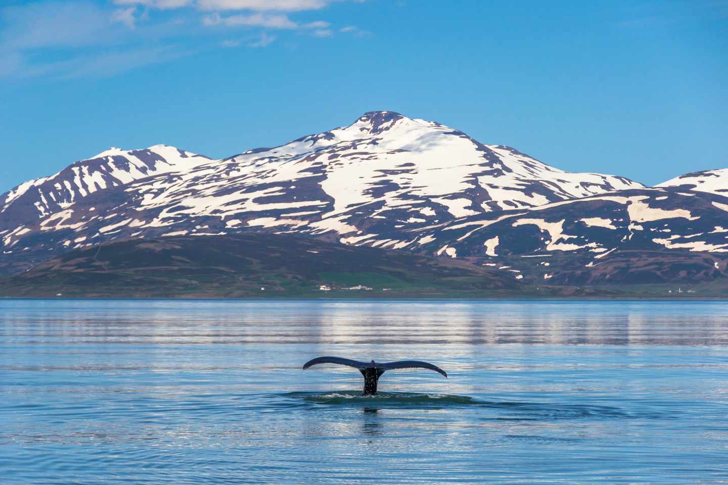 island-fjord-mit-wal-und-bergen-g-1033311420.jpg