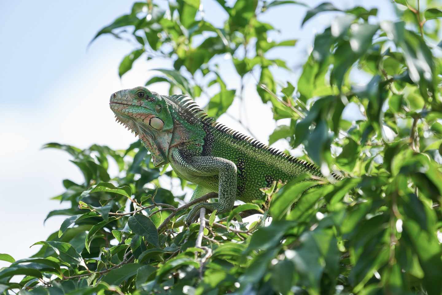 blte6626d97dedc68d0-guadeloupe-leguan-im-gruenen-g-1385488099.jpg Leguan auf Guadeloupe