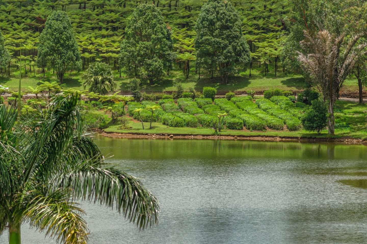 mauritius-bois-cheri-g-1210877616.jpg