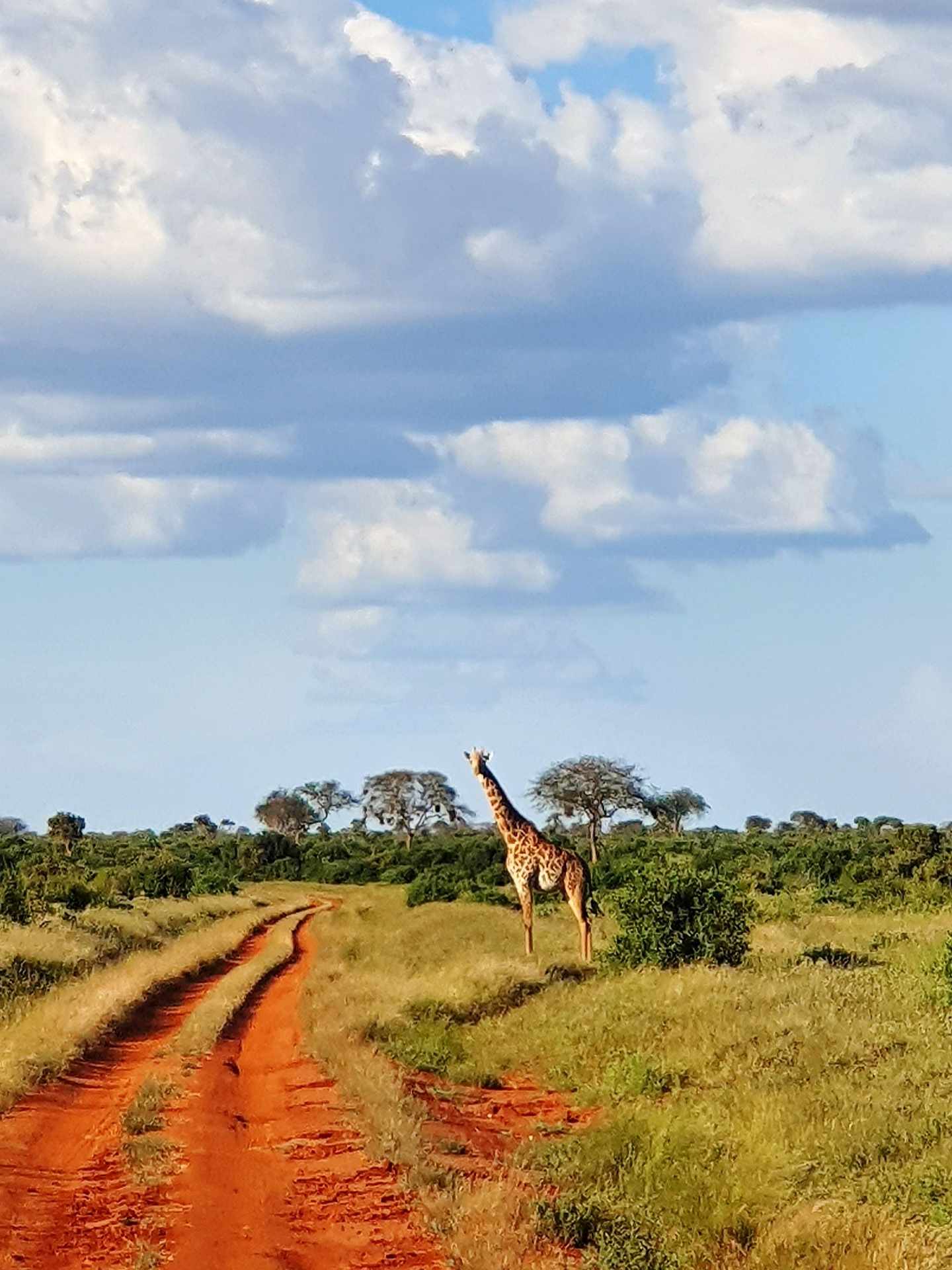 bltf26ebfada9701782-suedafrika-kruger-np-giraffe-g-1455292132.jpg Kruger Nationalpark: Giraffe an einer Straße