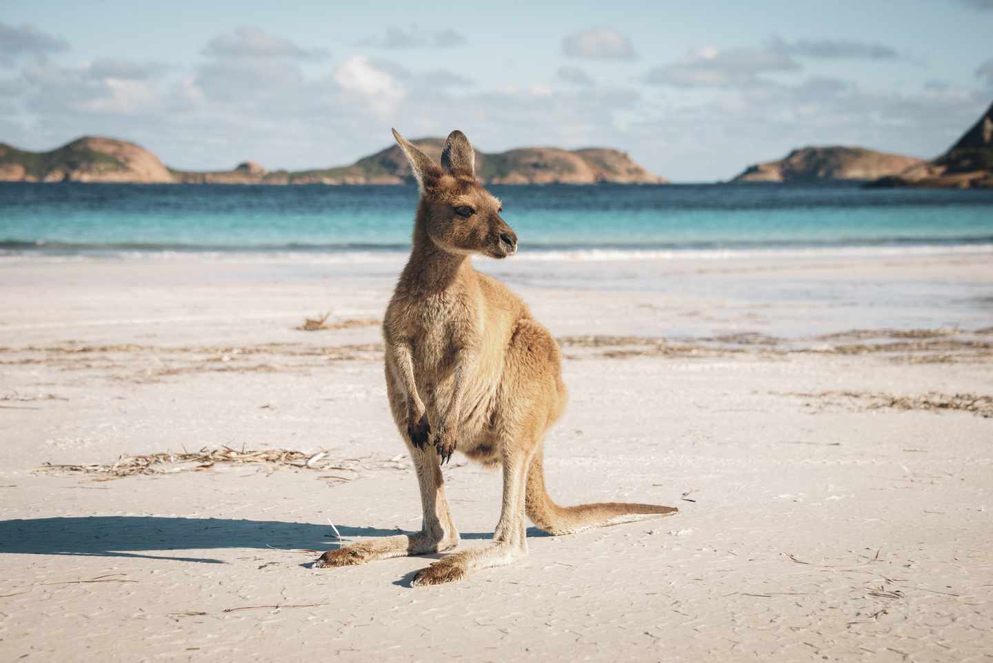 bltc1f508fd4507058b-Australien-Kangaroo-am-Strand-g-653428384.jpg Känguru am Strand in Australien