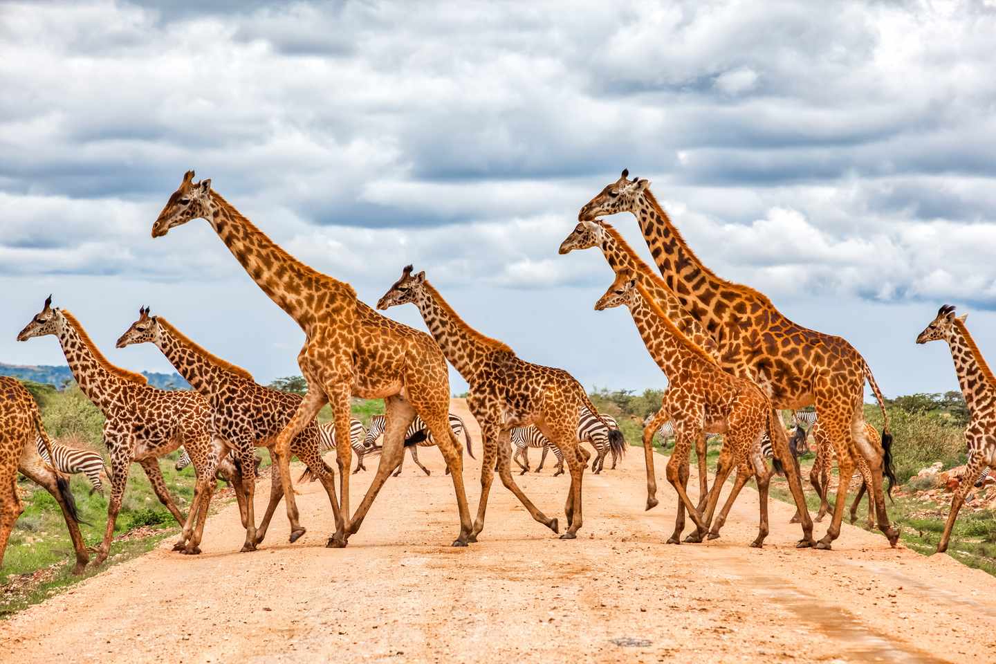 kenia-masai-mara-reservat-giraffen-und-zebras-strassenueberquerung-g-1013567206.jpg