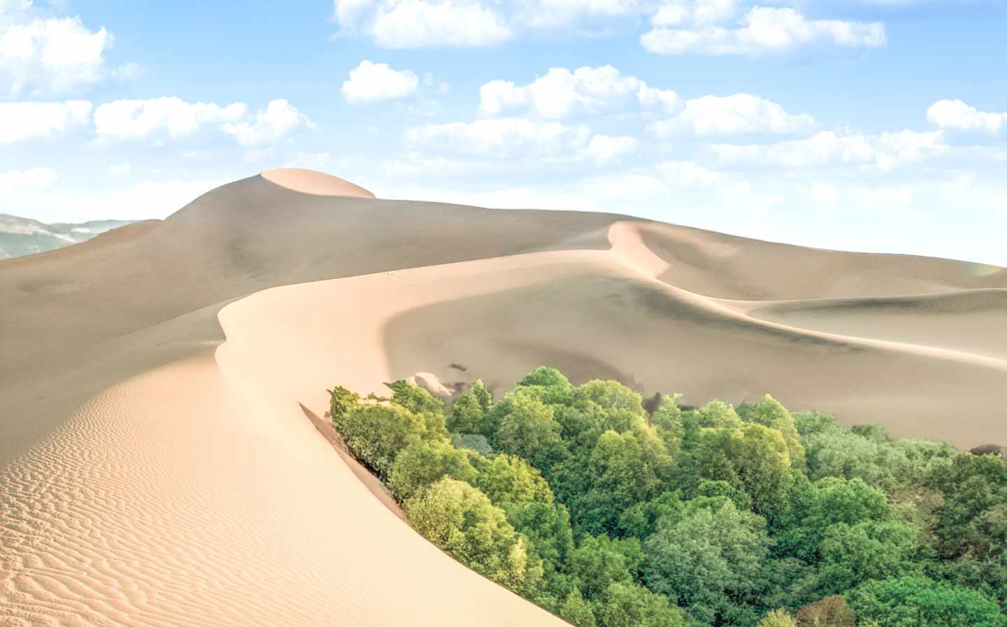 Hohe Sanddünen der Sahara umschließen eine grüne Oase während einer Wüstentour in Tunesien