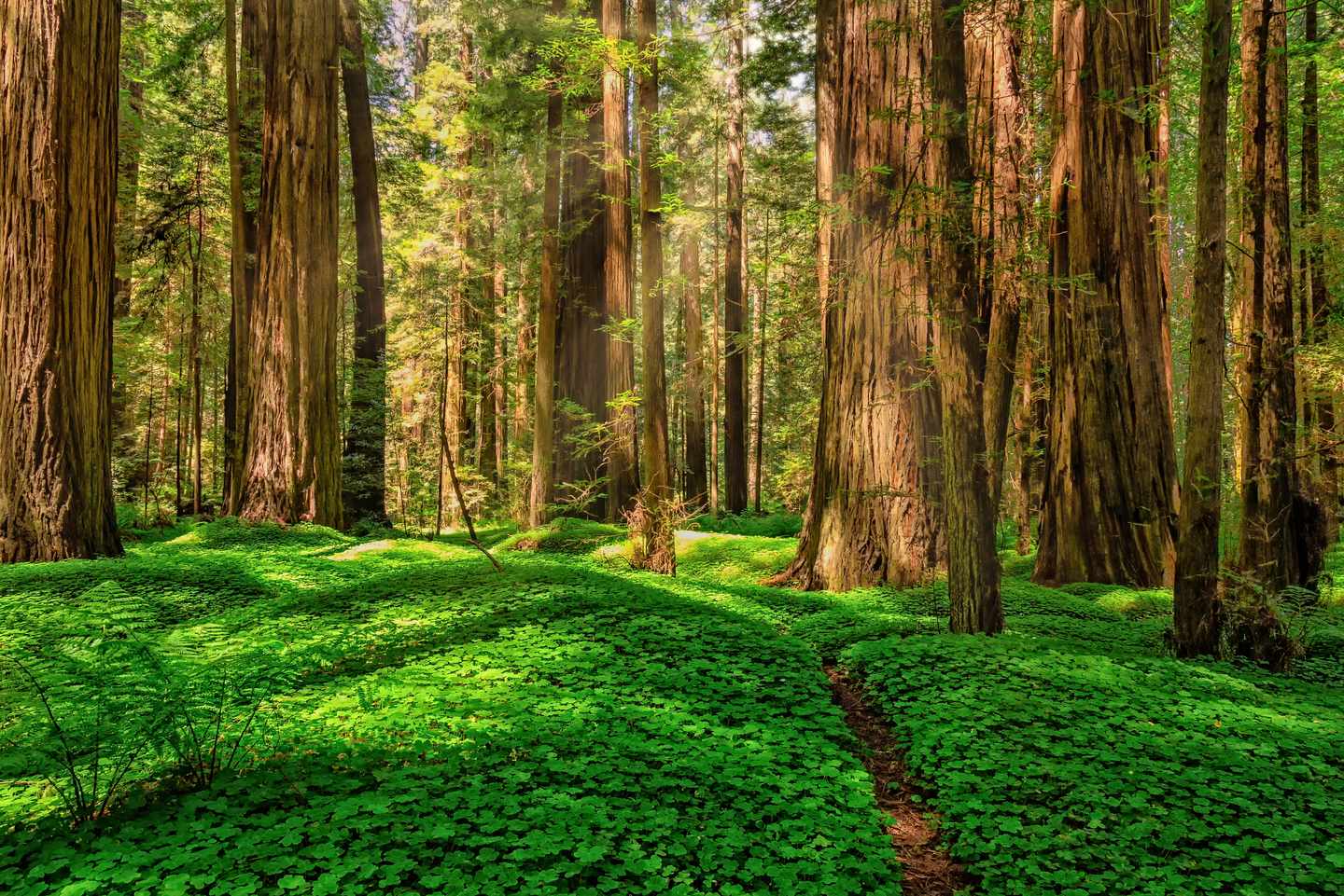 usa-nord-kalifornien-redwood-waldlandschaft-g-1147522528.jpg