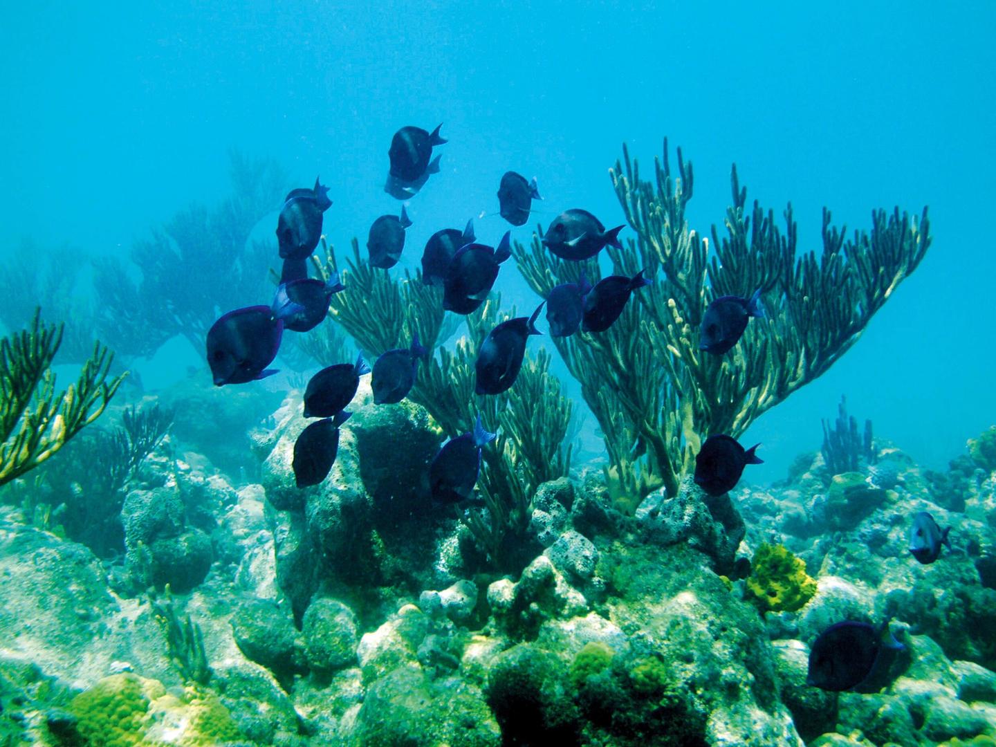 bahamas-great-exuma-unterwasser-p-MK46499.jpg