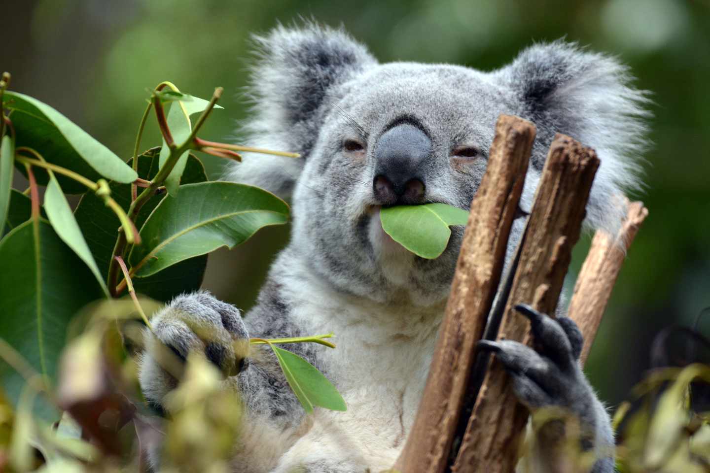 australien-koala-t-510169460.jpg