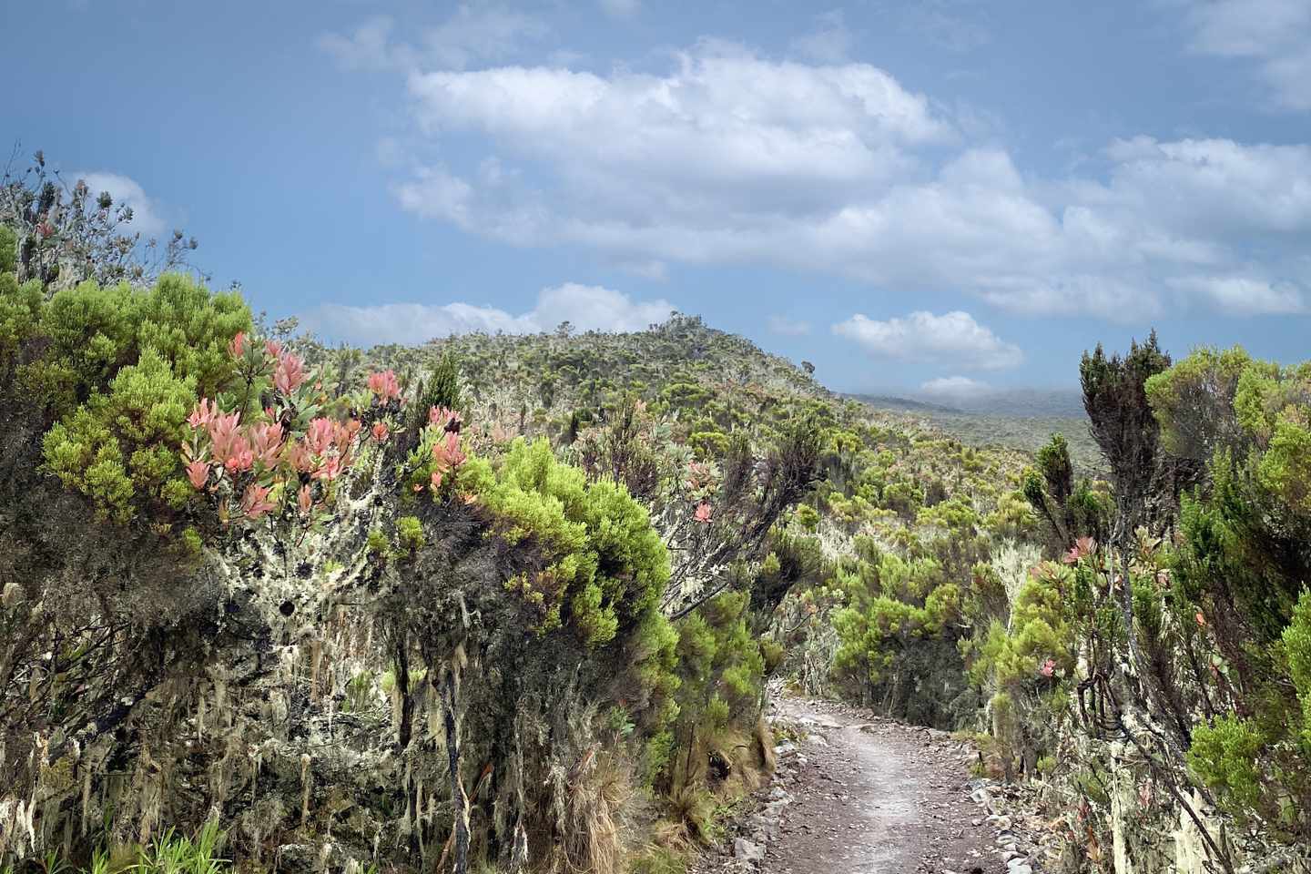 afrika-tansania-kilimandscharo-machame-wandern-bergsteigen-g-1371041595.jpg