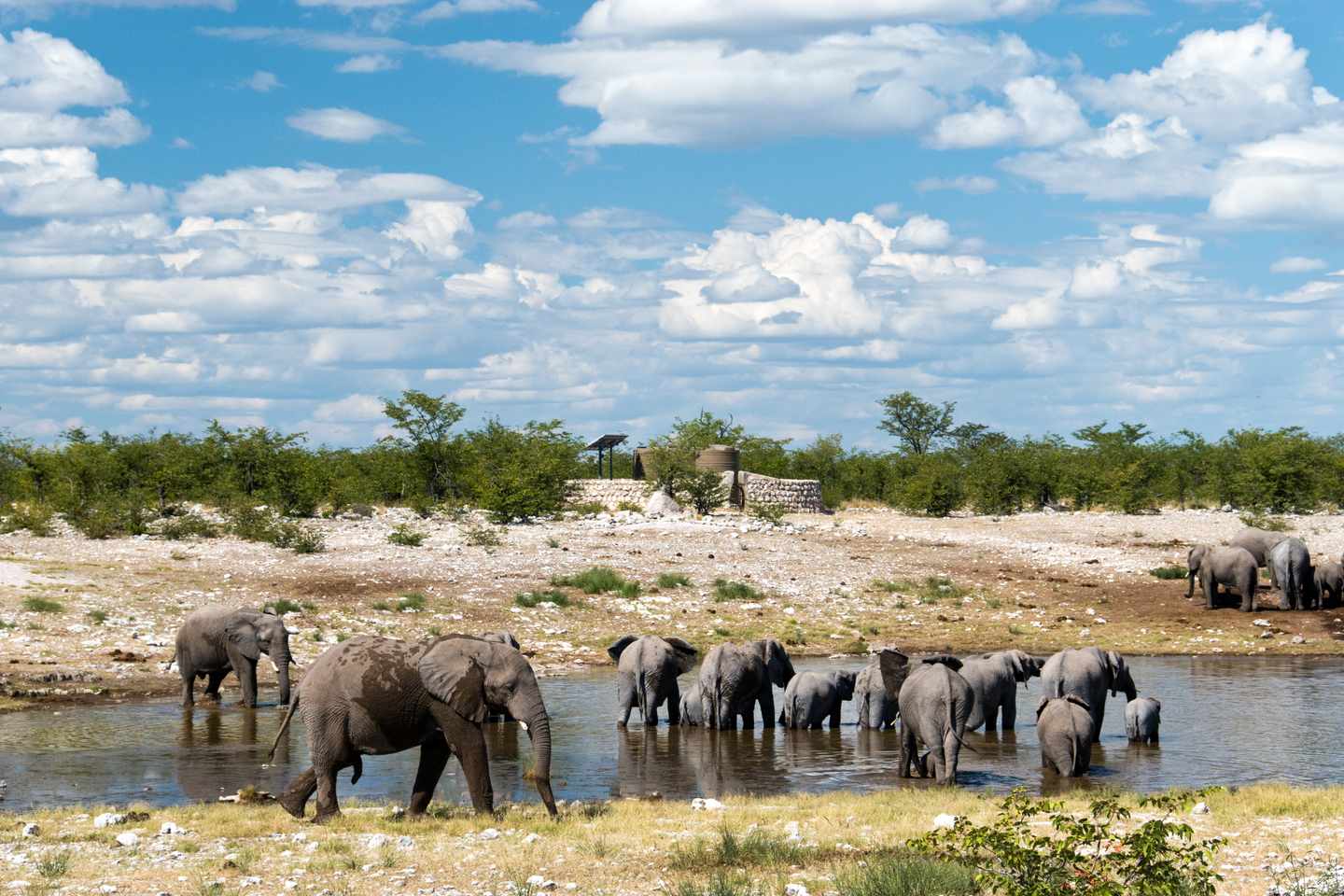Elefantenherde mit Jungtieren an einem Wasserloch in der trockenen Landschaft des Etosha-Nationalparks in Namibia