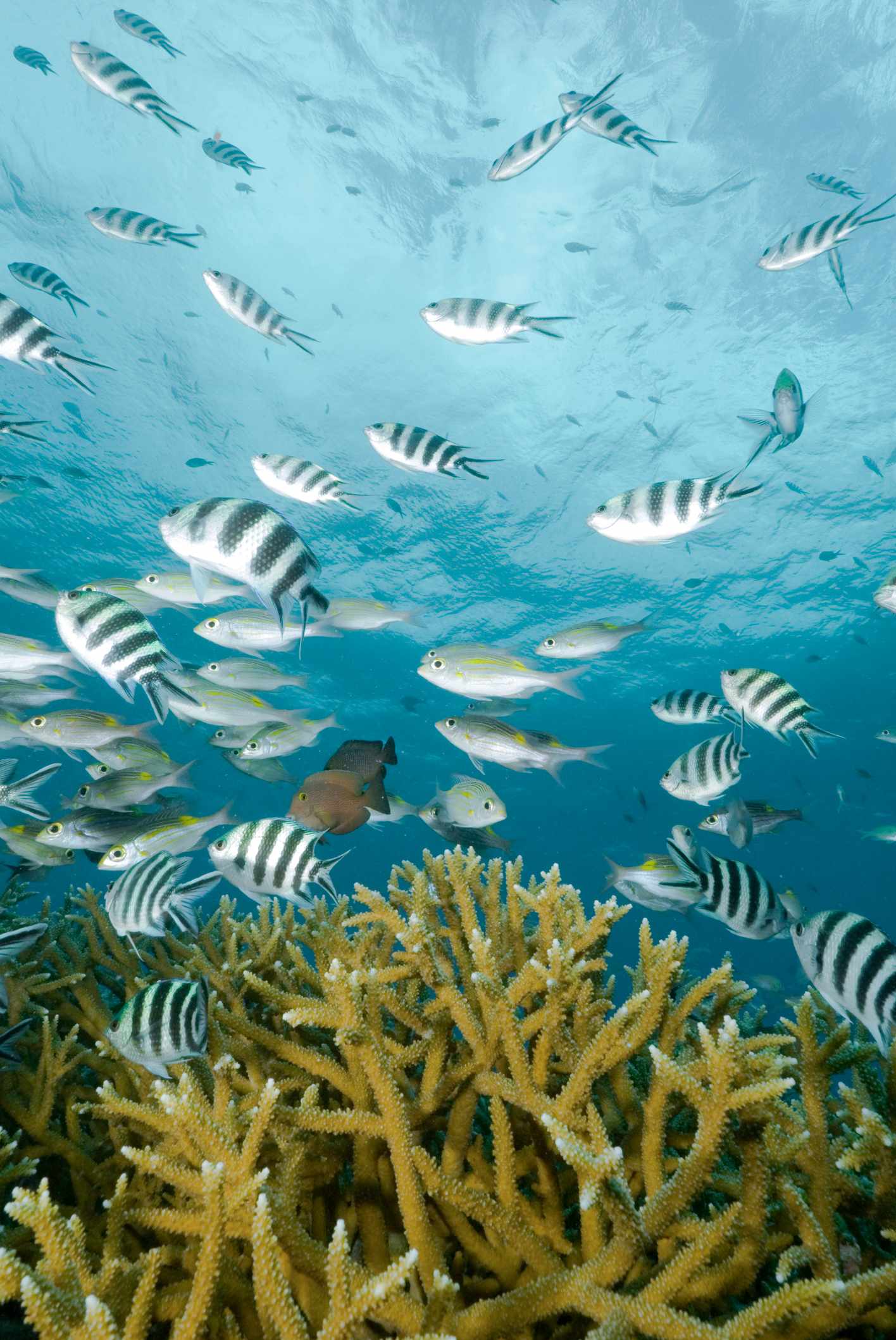 blt080606c3f46bfb2d-Ostafrika-Seychellen-Korallen-und-Fische-g-183815218.jpg Korallen und Fische im Meer