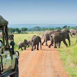 afrika-kenia-safari-masai-mara-elefanten-g-168252293.jpg