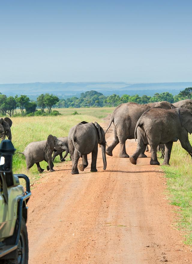 Zu den Angeboten Elefanten im Masai Mara Nationalpark