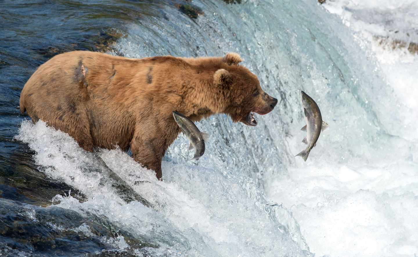 usa-alaska-Katmai-Nationalpark-braunbär-fängt-lachs-g-590051432.jpg