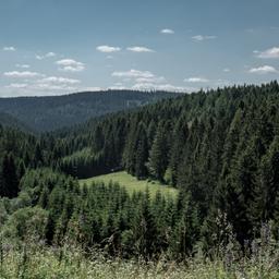 deutschland-thueringen-thueringer-wald-panorama-wald-g-1268198290.jpg