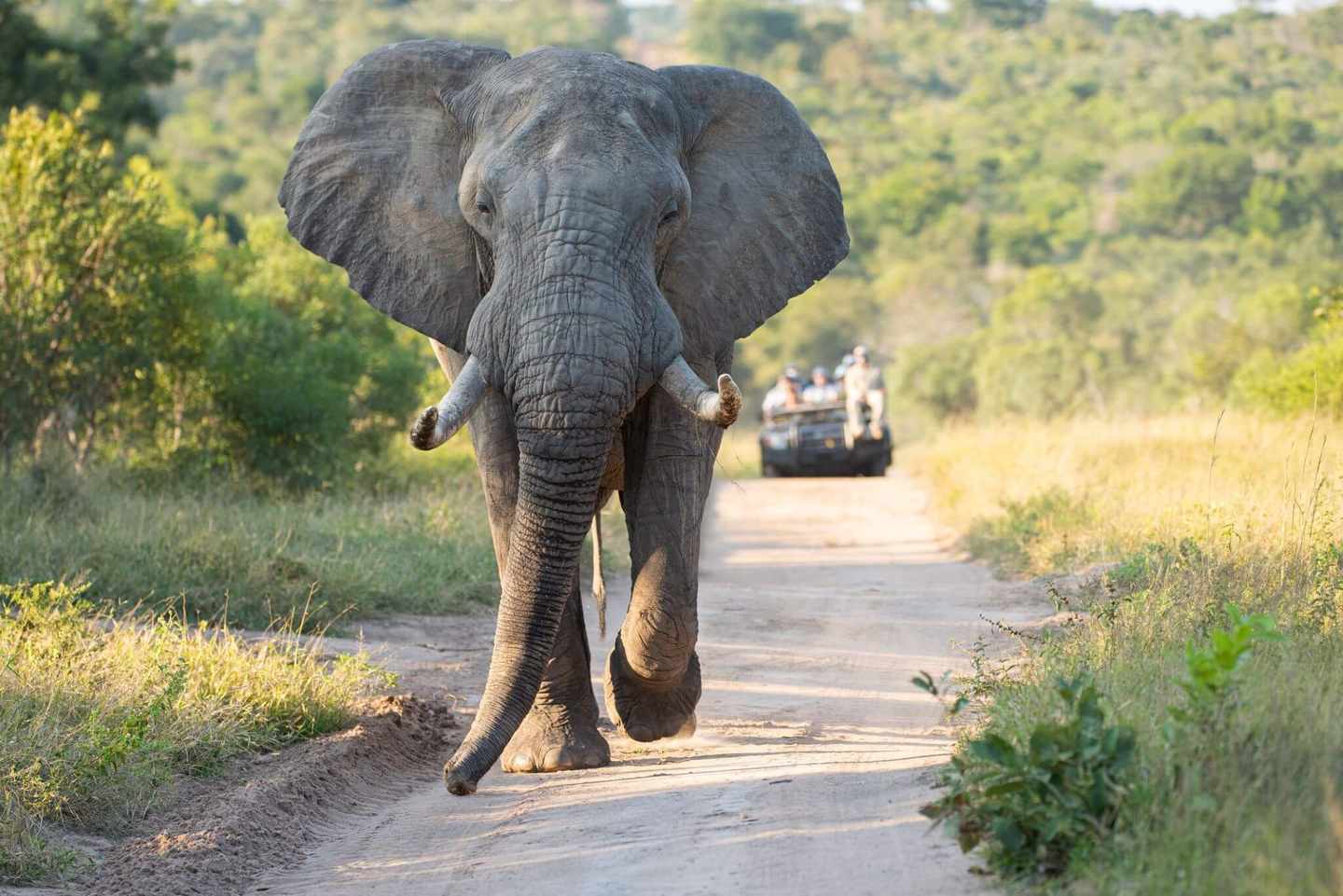 suedafrika-elefant-dertour-g-1309565156.jpg