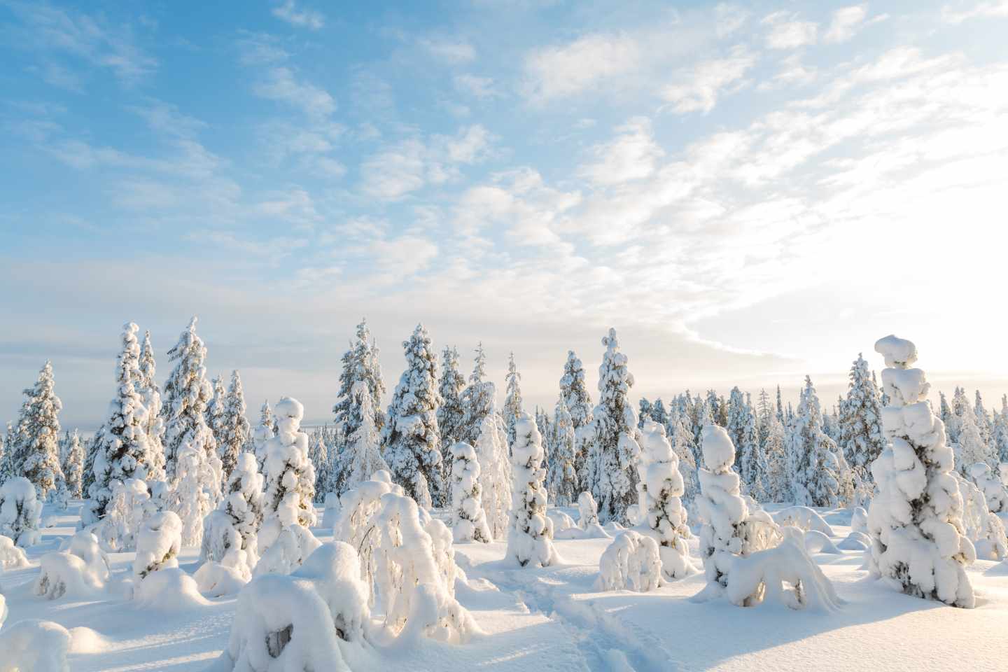 Schneebedeckte Nadelbäume im Riisitunturi-Nationalpark unter hellem Winterhimmel in Lappland Finnland