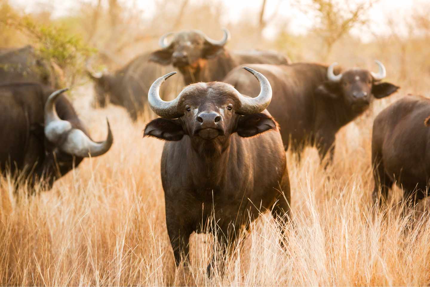afrika-bueffel-big-five-g-510358151.jpg