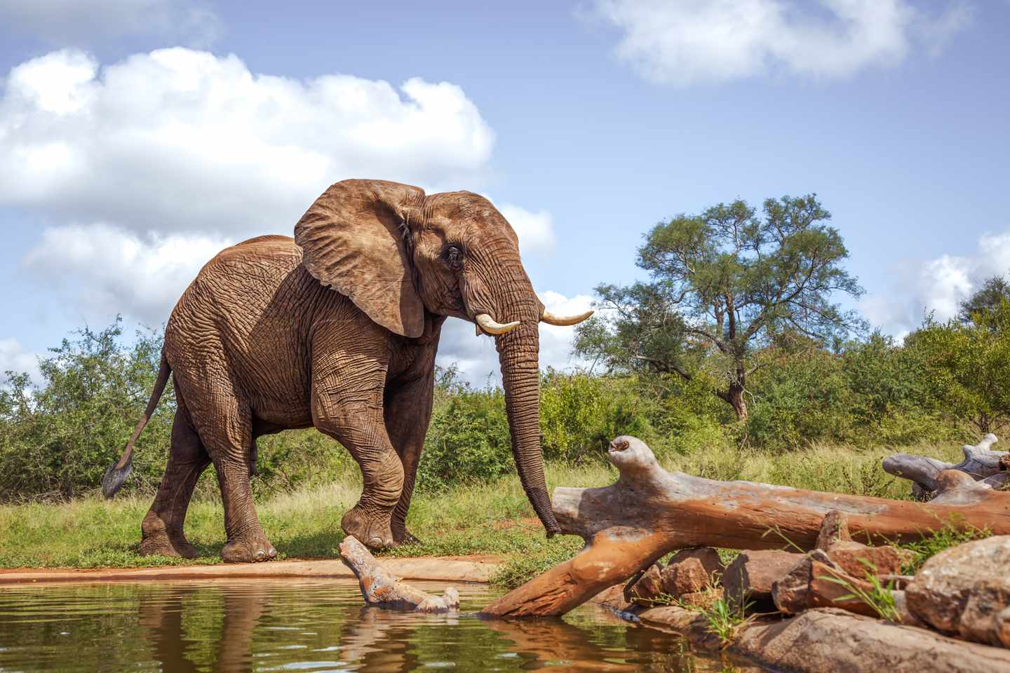 afrika-elefant-big-five-g-2154602929.jpg