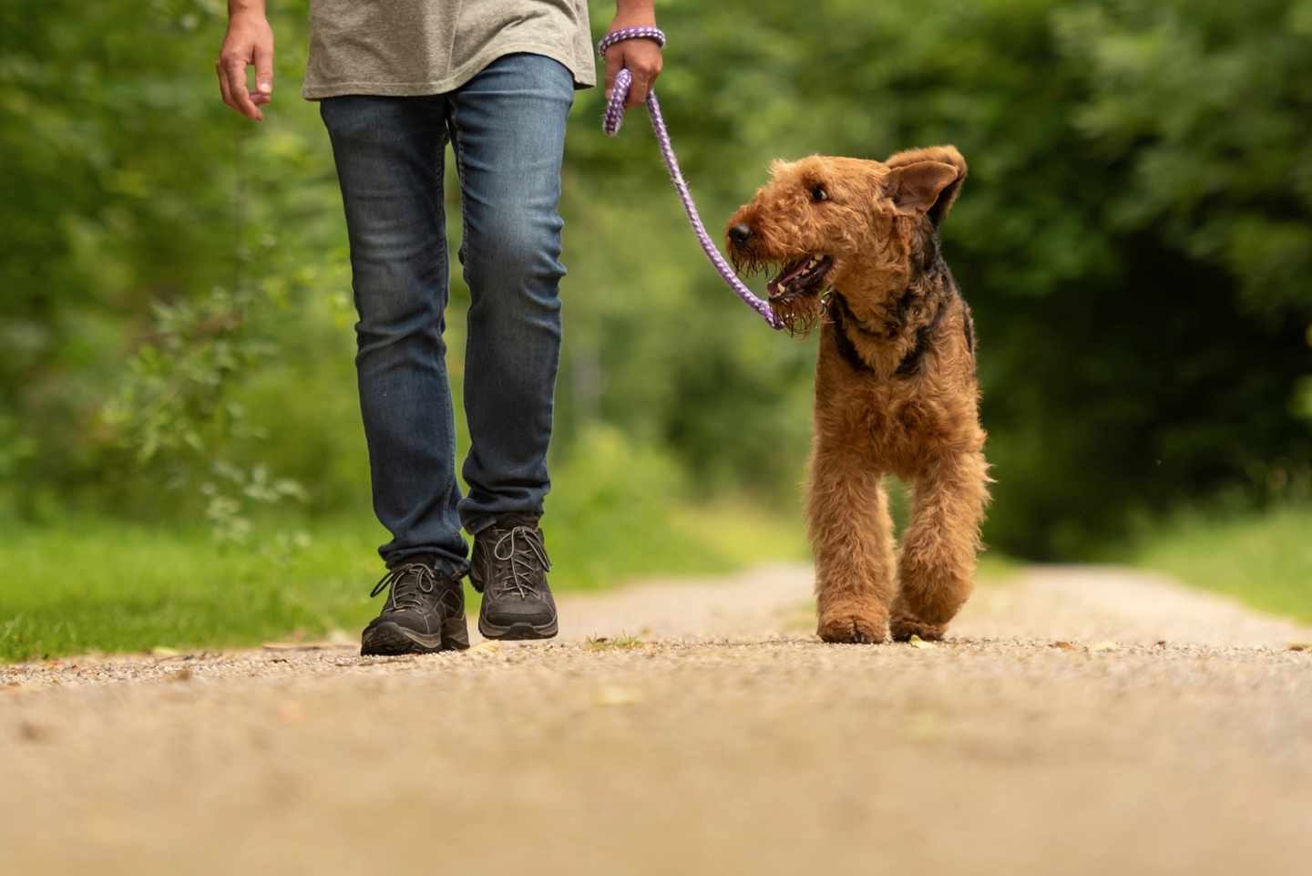 wandern-hund-leine-g-1097112592.jpg