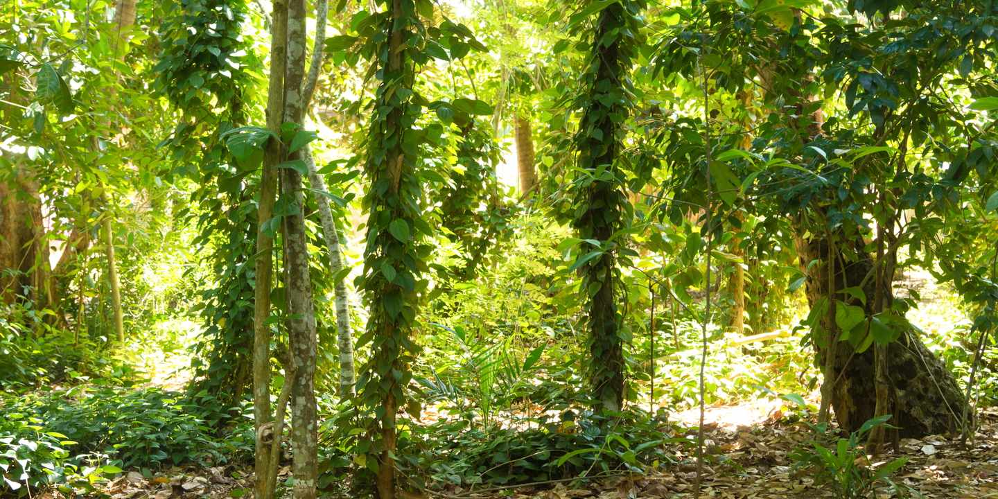 afrika-tansania-sansibar-pfefferplantage-g-1285818382.jpg